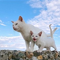 猪宝宝的世界