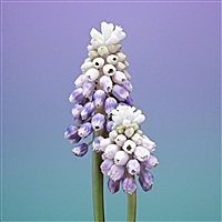 ～左手牵右手～