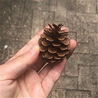 夏沫