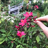 夏天的风