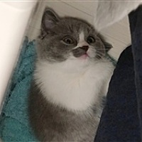 Fairynx