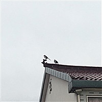 沙门小狮子