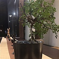 沙门小狮子