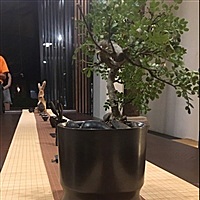 沙门小狮子