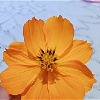 小石头