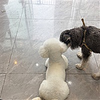 阿媛（在线招网拍）