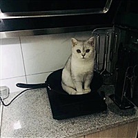 羊羊羊