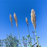 紫沫