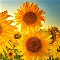 向阳花