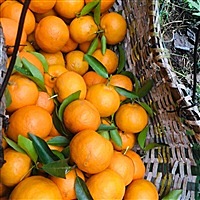 小团圆