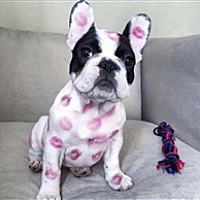 🍓豆了个逗🍓