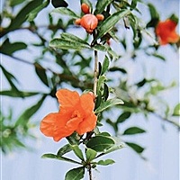 土