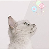 Je t'aime