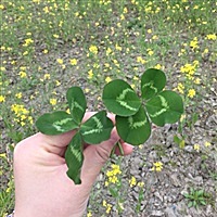 依然骄傲