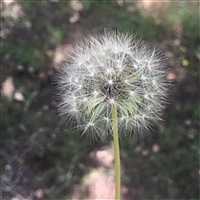 卖女孩的小火柴