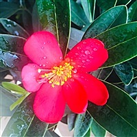 悦君如萍