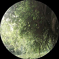 兔兔白