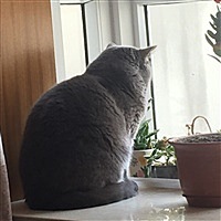 耍赖懒猫