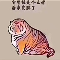 陌生的猫
