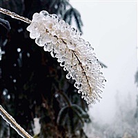 米小果健健康康，茁壮成长