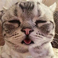 王嘟嘟