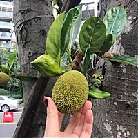 coco123