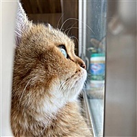 肥吉仔