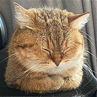 喵大王