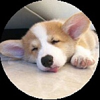 花开荼蘼仍诉相思