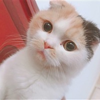 夏了夏天