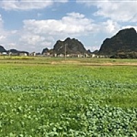 枝🌸