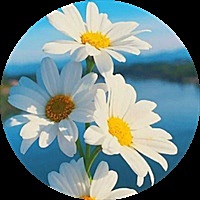 大头菜