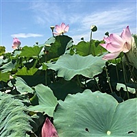 胖刘0616