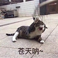 只为赌你是良人