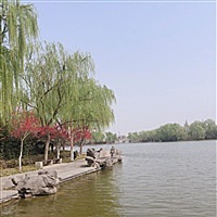 沉默中绚丽绽放