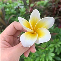 甜茶