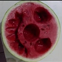 怀个小西瓜