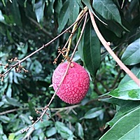 ａsu 儿