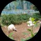 小猪宝
