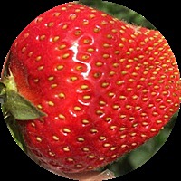 陶梓