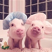 猪宝宝