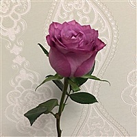 玫瑰花