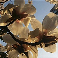 小豆豆