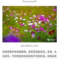 英宝