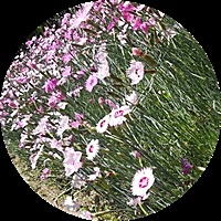 一抹夏风
