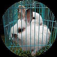 早起的鸟儿有虫