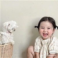 饼饼鱼