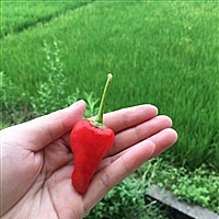 唐糖糖糖