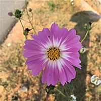 唐糖糖糖