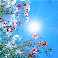 Aೄ༺ Kira༻💋阿Ｄｏｎｇ